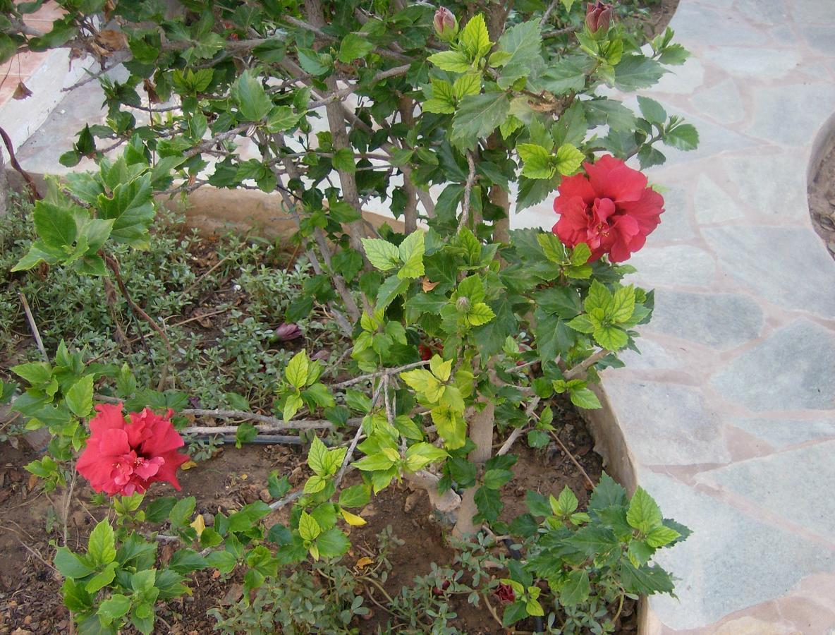 Hippocampus Studios Antiparos Exterior photo